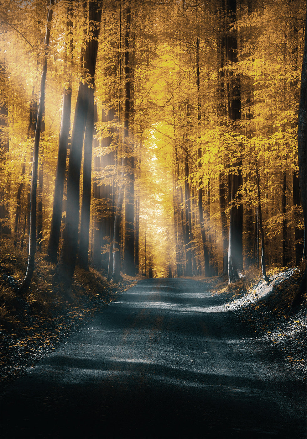 Herbstwald-Poster - Posterbox.dk