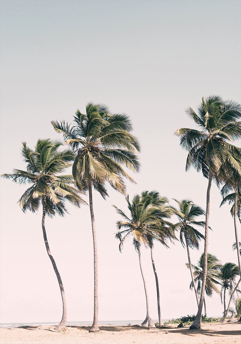 Blush Tropical Trees (NEW) - Posterbox