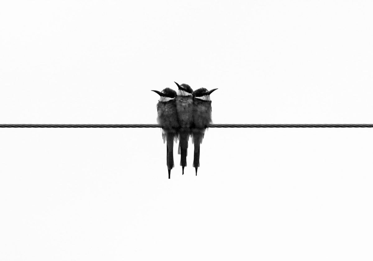 Vögel auf Draht Poster - Posterbox.dk