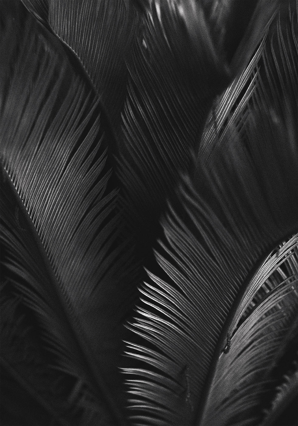 Palmblätter-Poster - Posterbox.dk