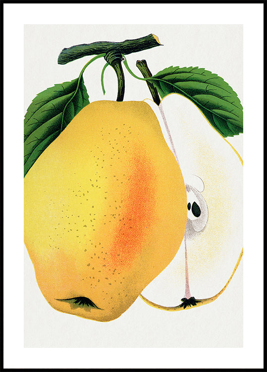 Kiefer's Hybrid Pear Lithograph (NEW) - Posterbox
