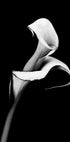 Calla-Lilien-Poster - Posterbox.dk