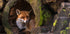 Fox - Posterbox
