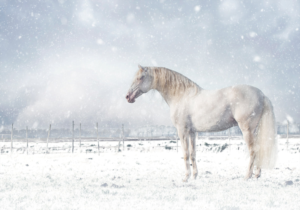 Let it snow... Plakat - Posterbox