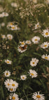 Kamille und Schmetterling Poster - Posterbox.dk