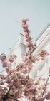 Kirschblüten-Poster - Posterbox.dk