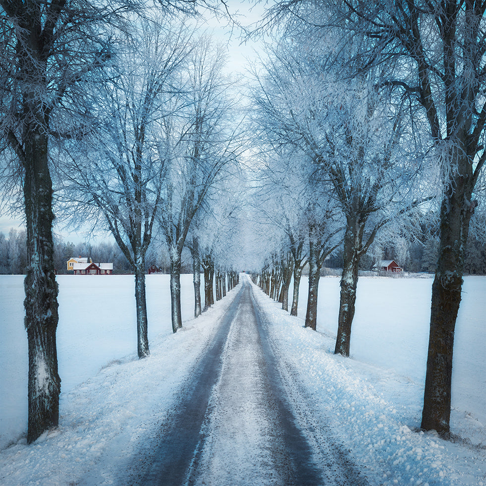 Swedish winter Plakater - Posterbox