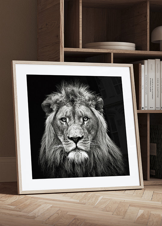 Young Male Lion Plakat - Posterbox