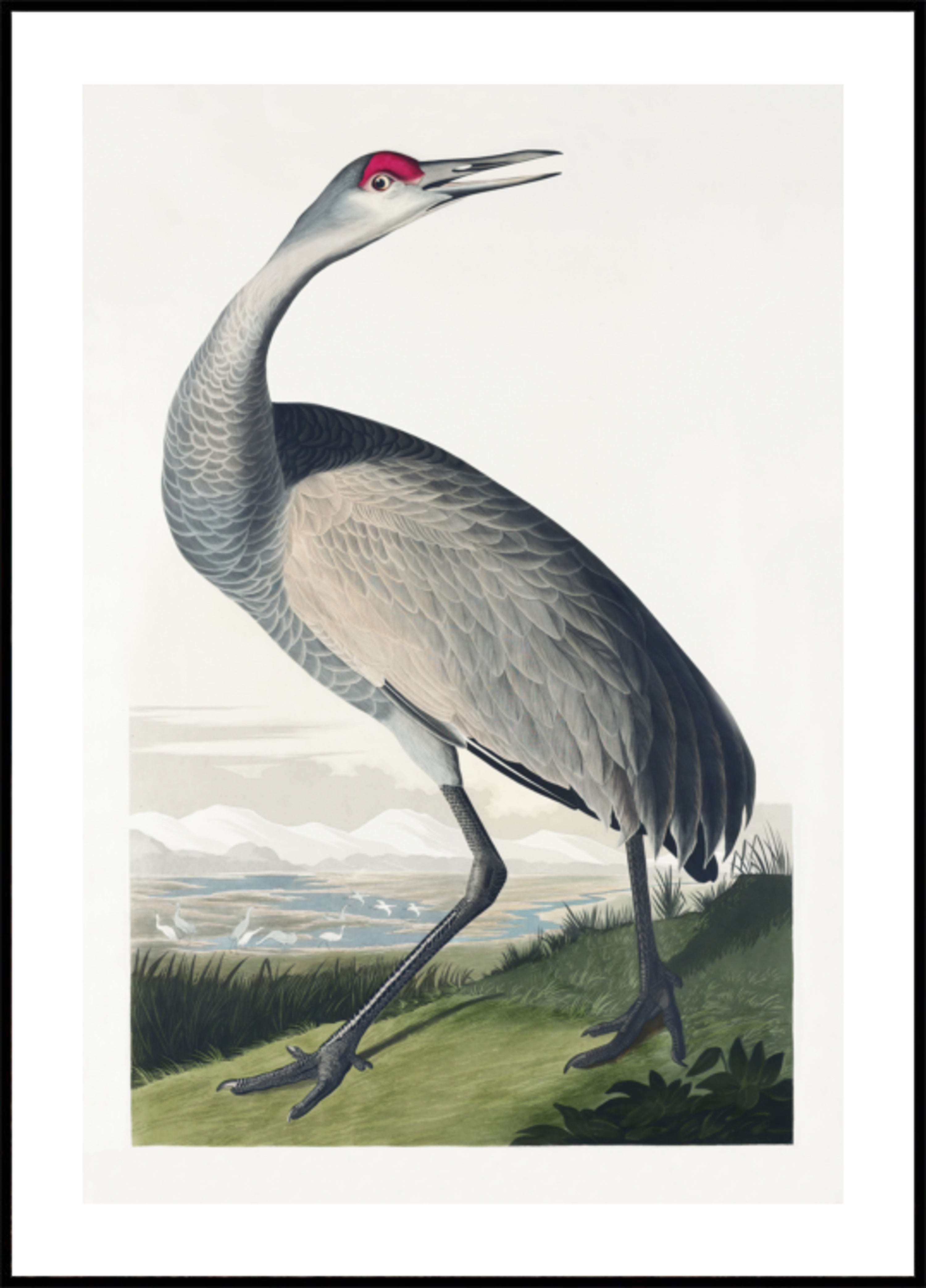 Schreikranich von Birds of America (1827)
