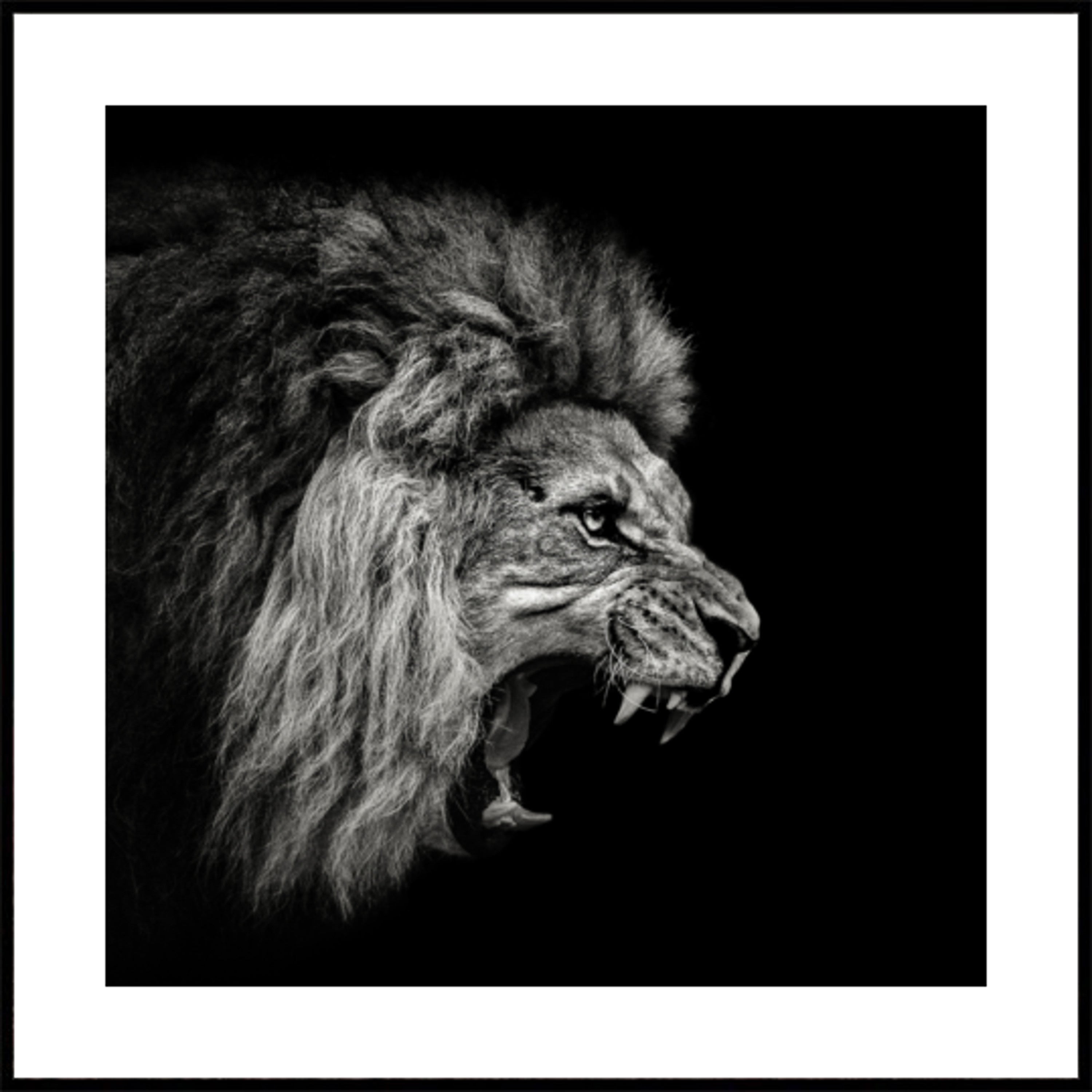 Fierce Roaring Lion - Posterbox