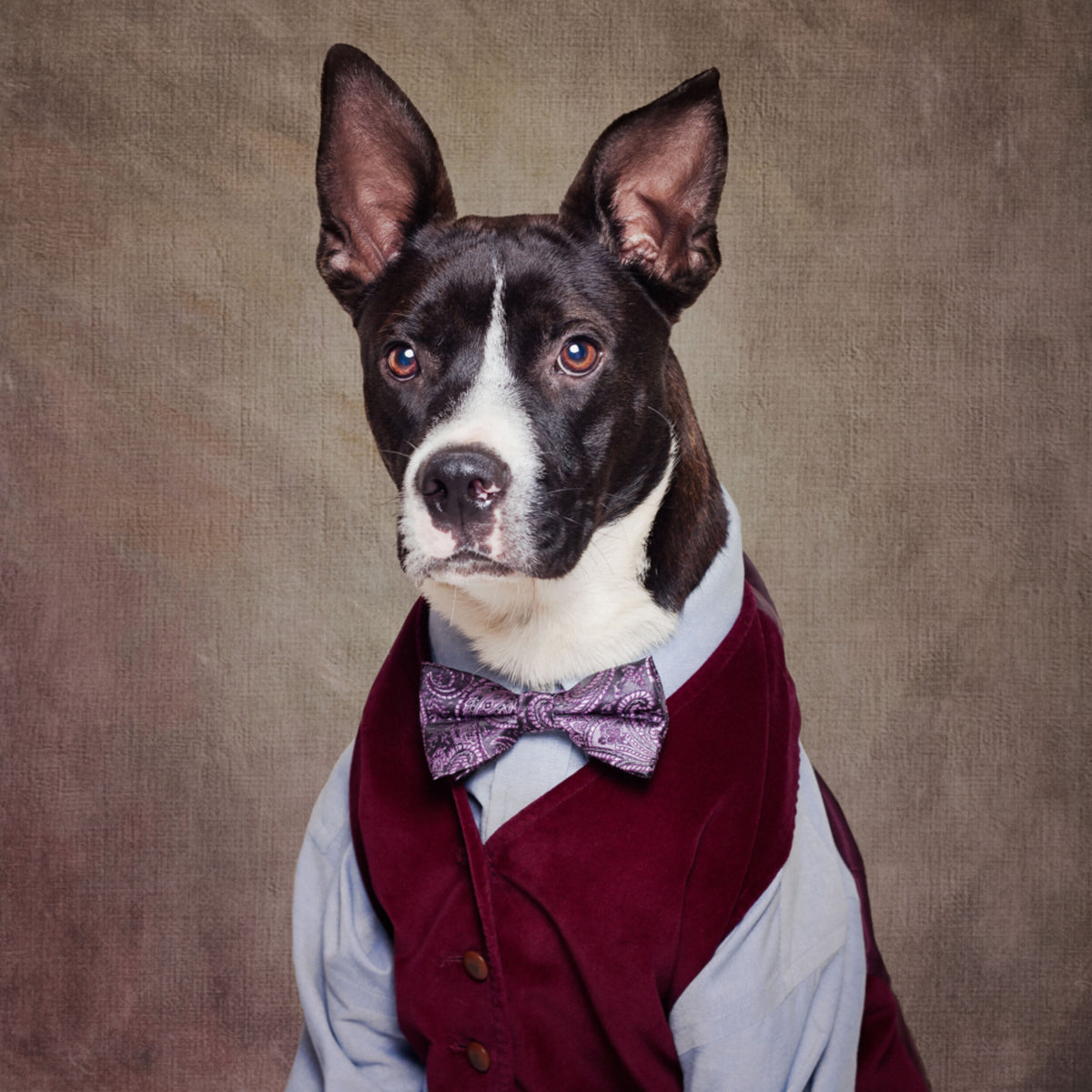 Eleganter Hund in der Weste