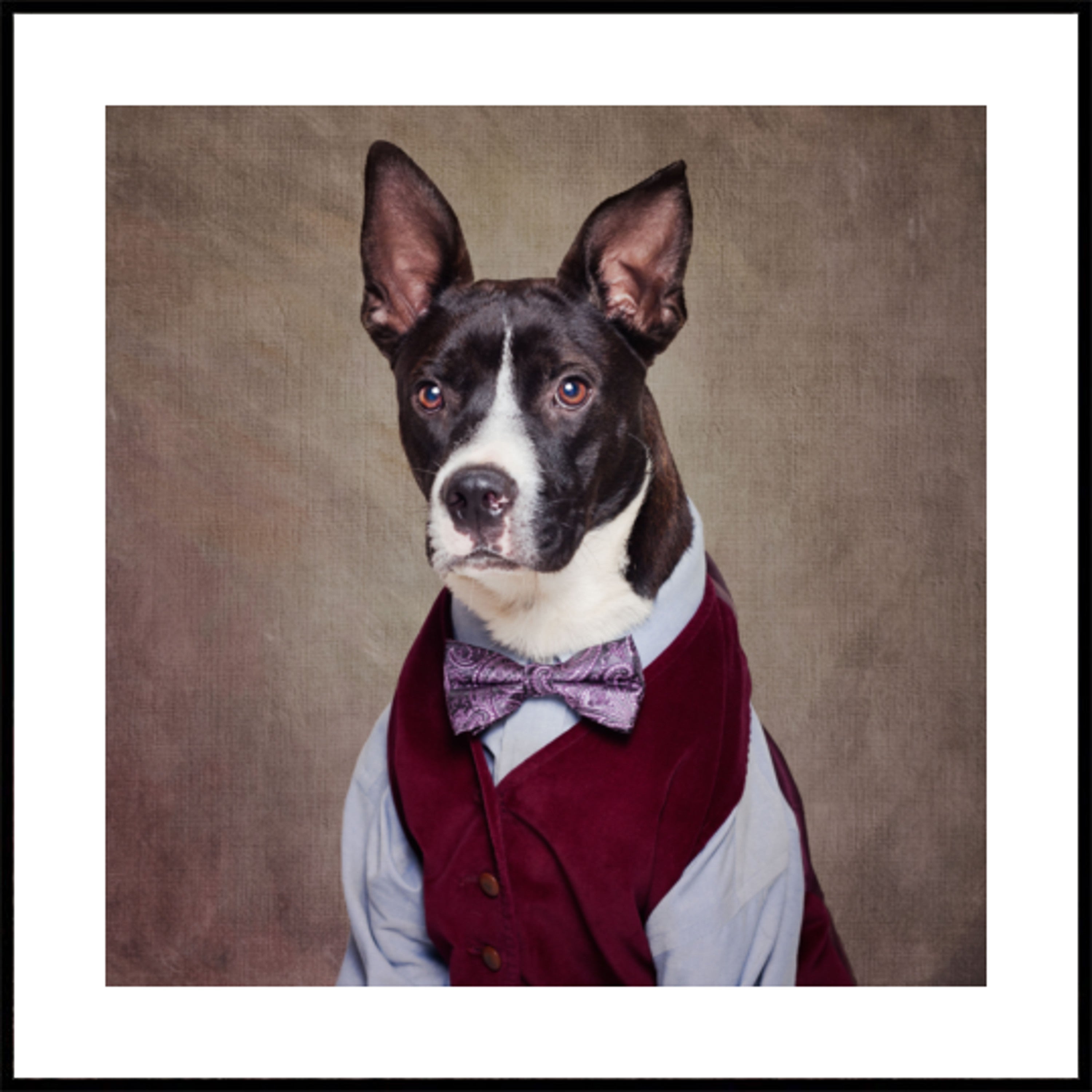 Eleganter Hund in der Weste