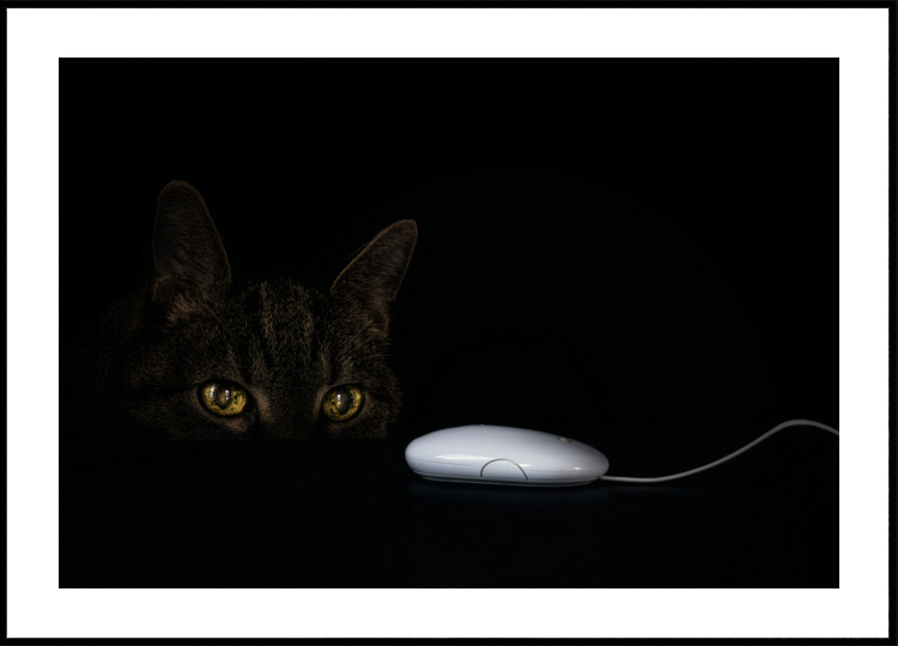 Der neugierige Blick der Katze