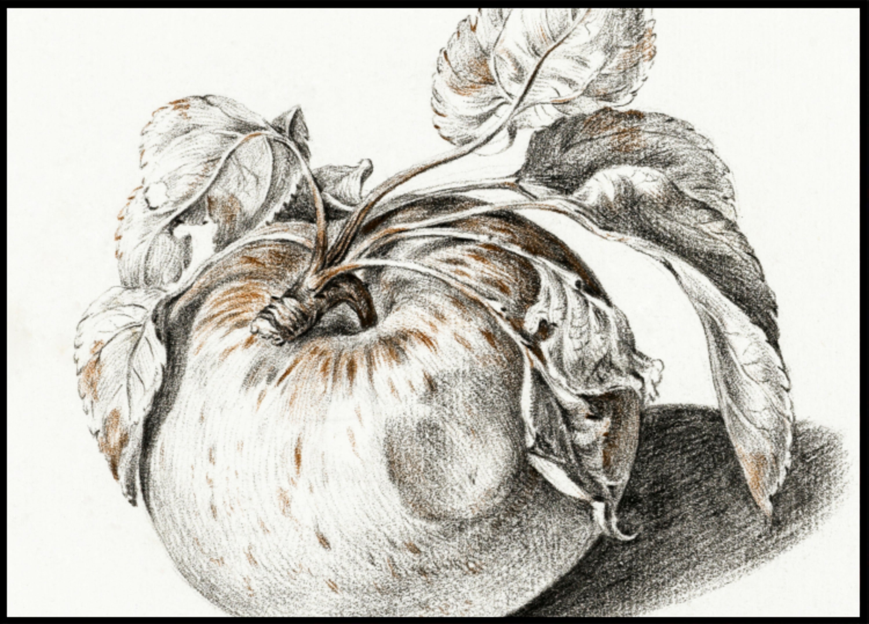 Apfel