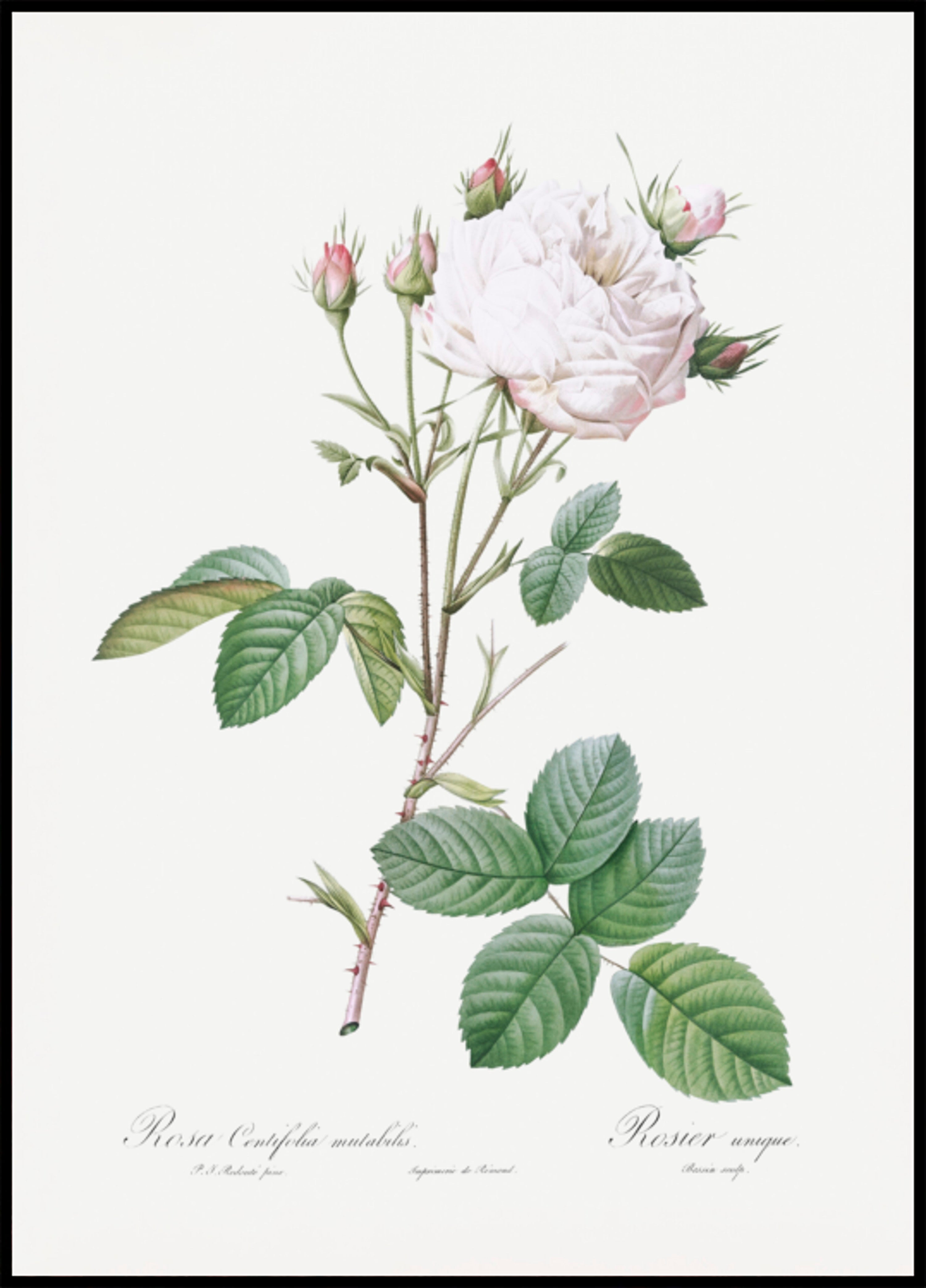Kohlrose Weiße Provence, Les Roses (1817–1824)