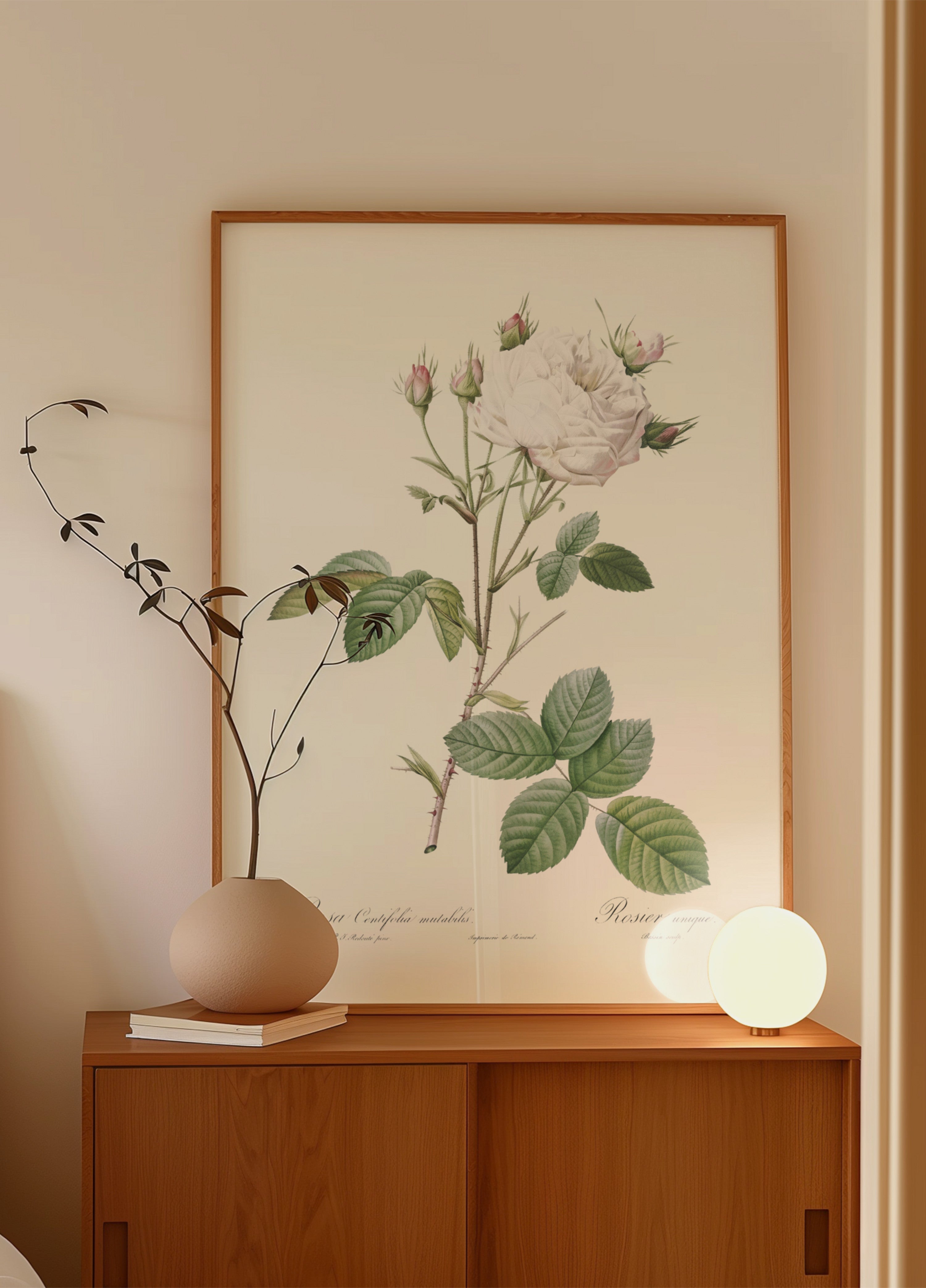 Kohlrose Weiße Provence, Les Roses (1817–1824)