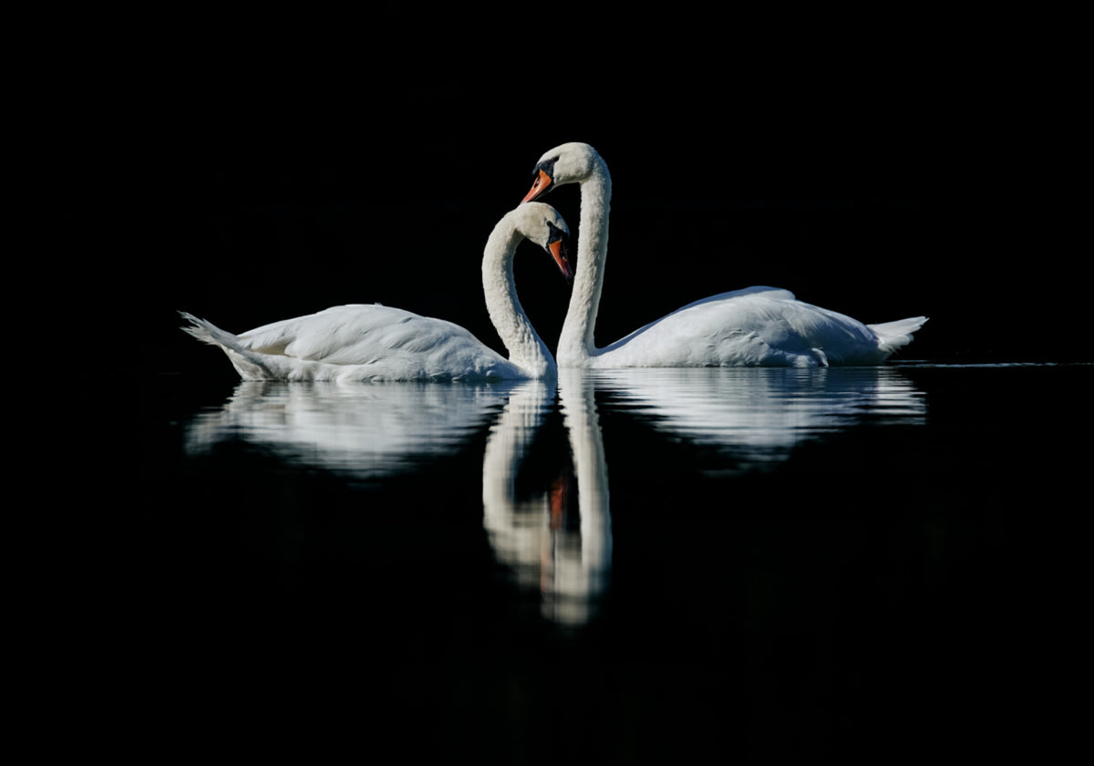 Romantische Schwanenreflexion
