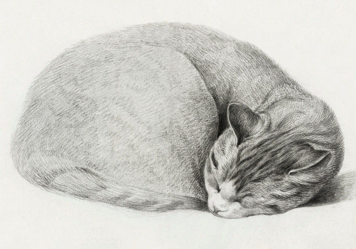 Zusammengerollte liegende, schlafende Katze von Jean Bernard (1775 1883)