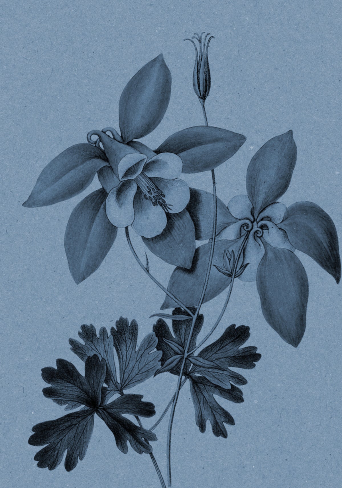 Botanische Studie von Blue Columbine