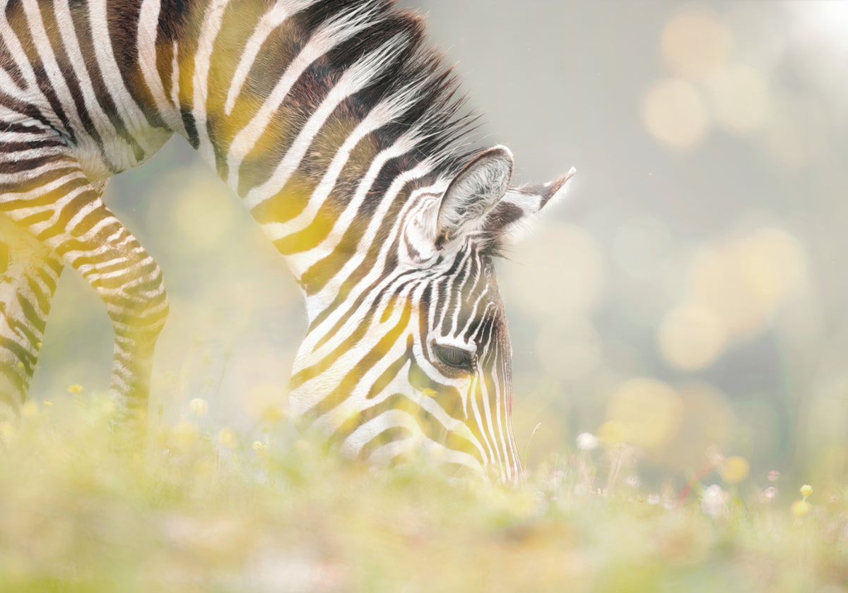 Friedliches Zebrafohlen