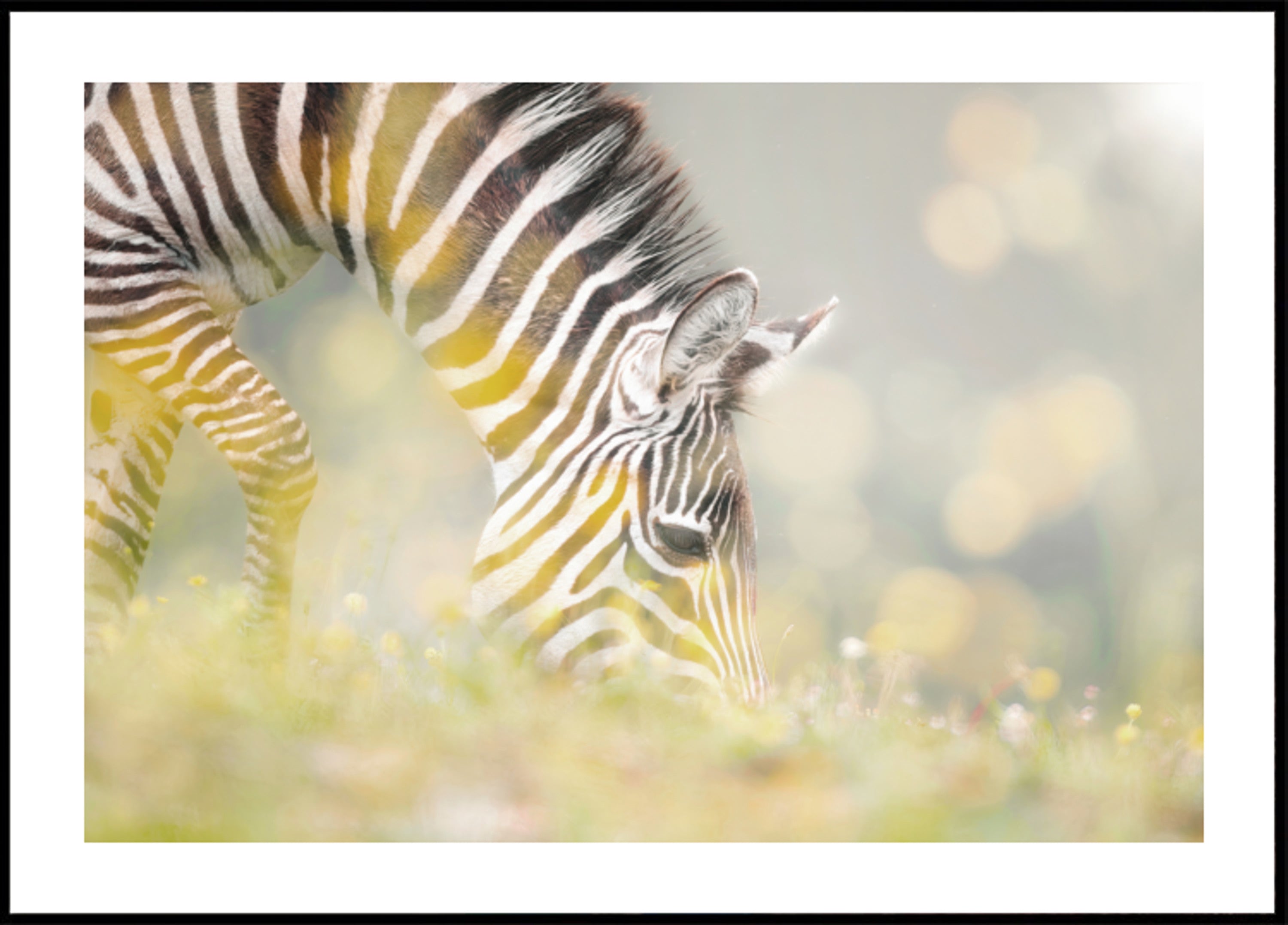 Friedliches Zebrafohlen