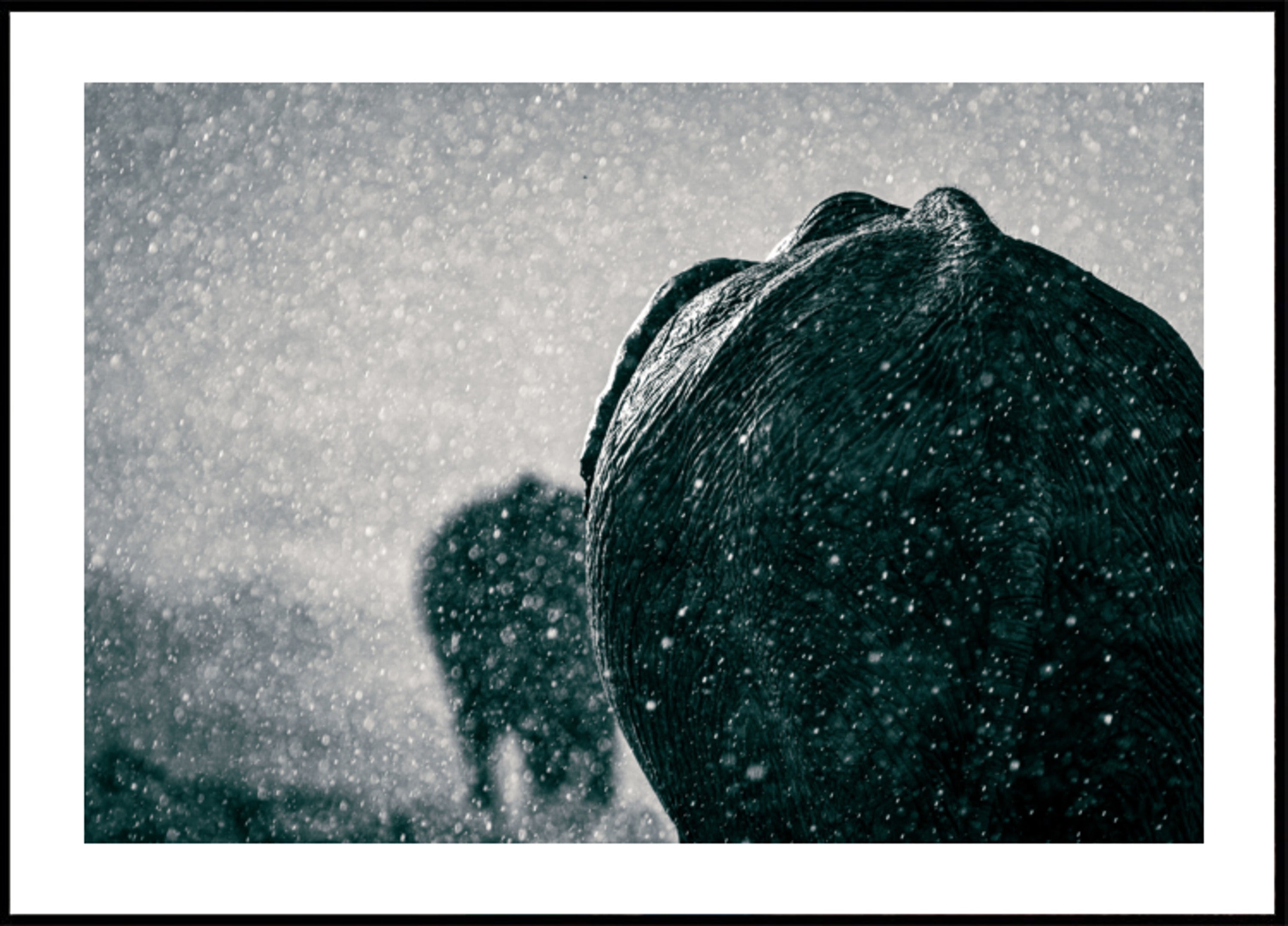 Elefanten im Regen