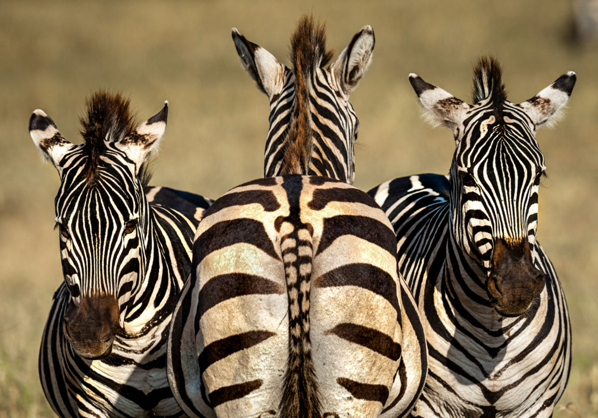 Zebra-Trio
