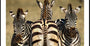 Zebra-Trio