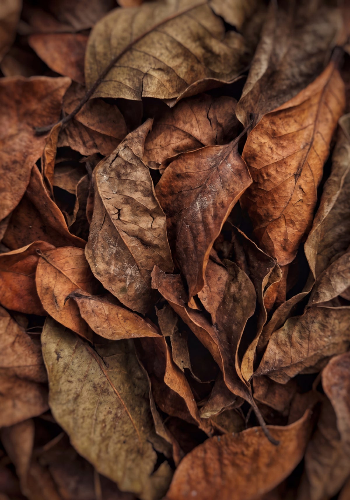 Strukturierte Herbstblätter