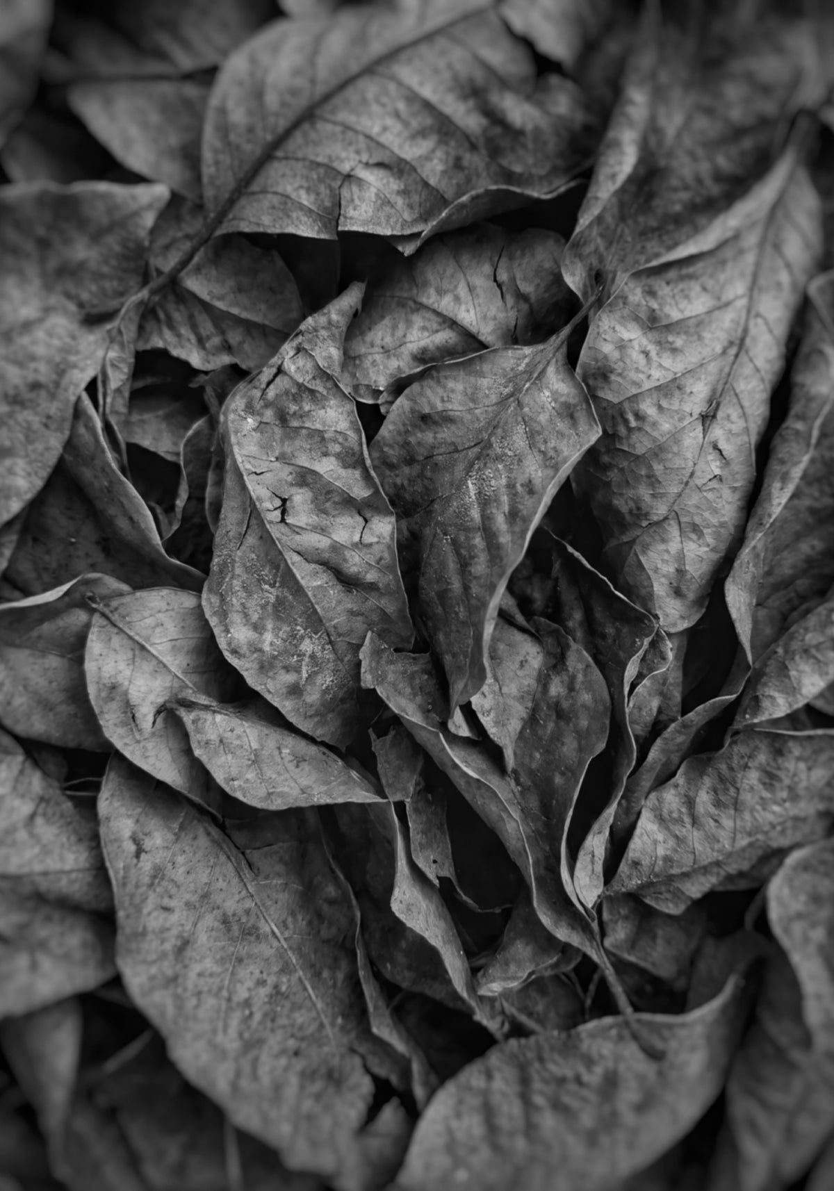 Monochrome Blattstruktur