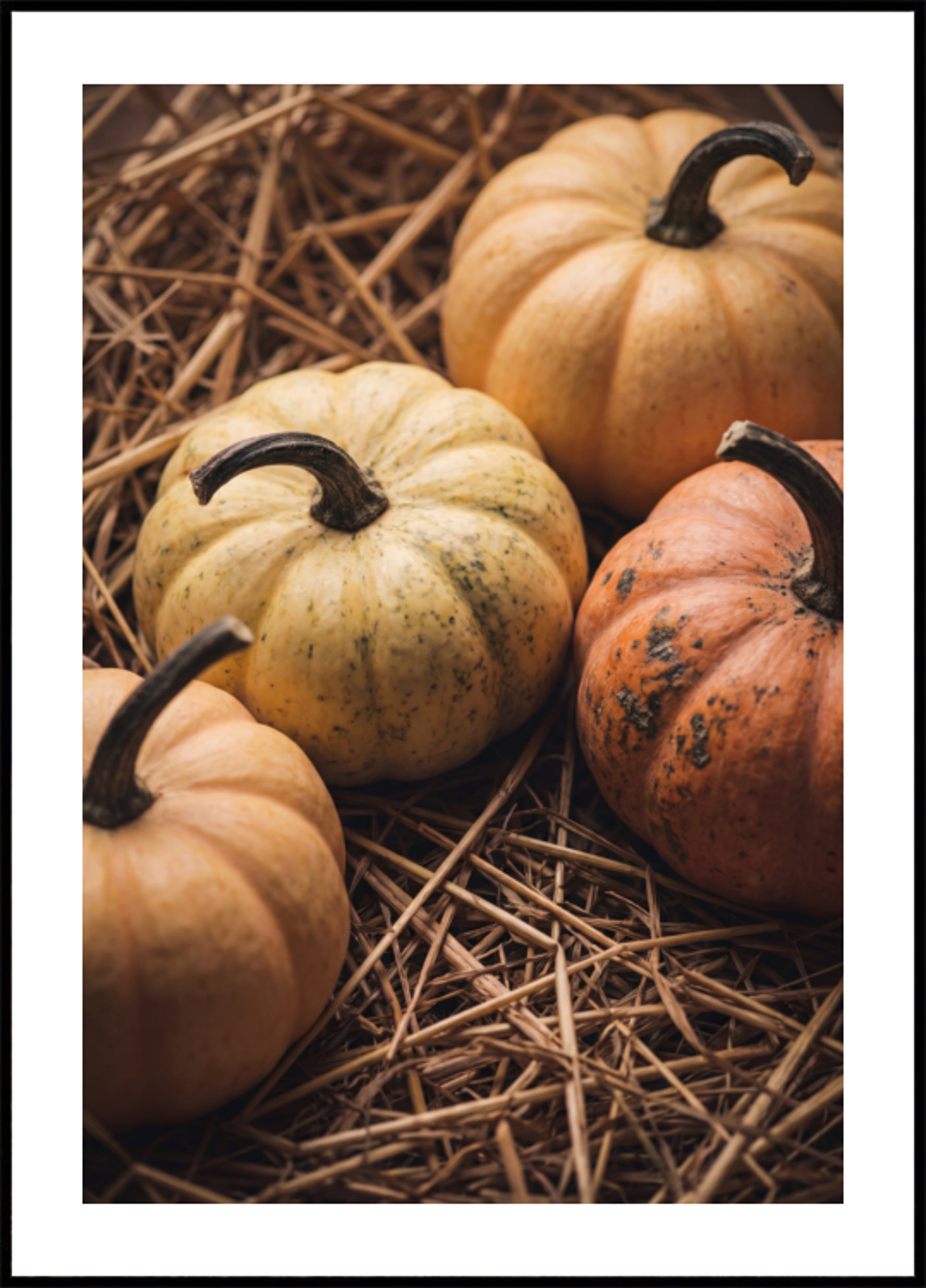 Kürbisse im Herbst ernten