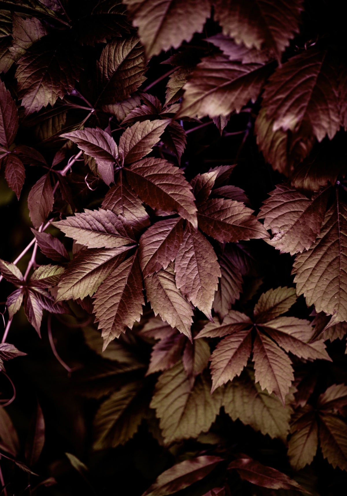 Herbstlaub 13