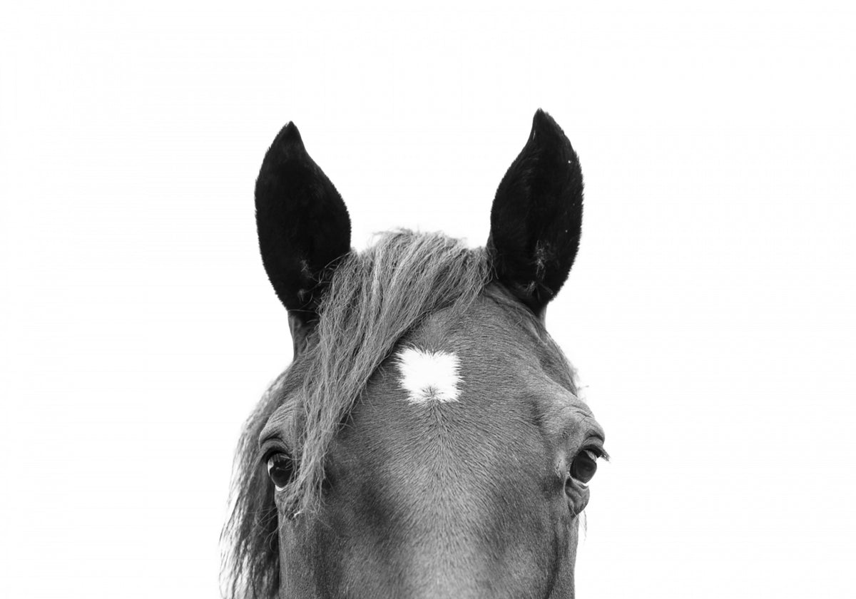 Spähendes Pferd