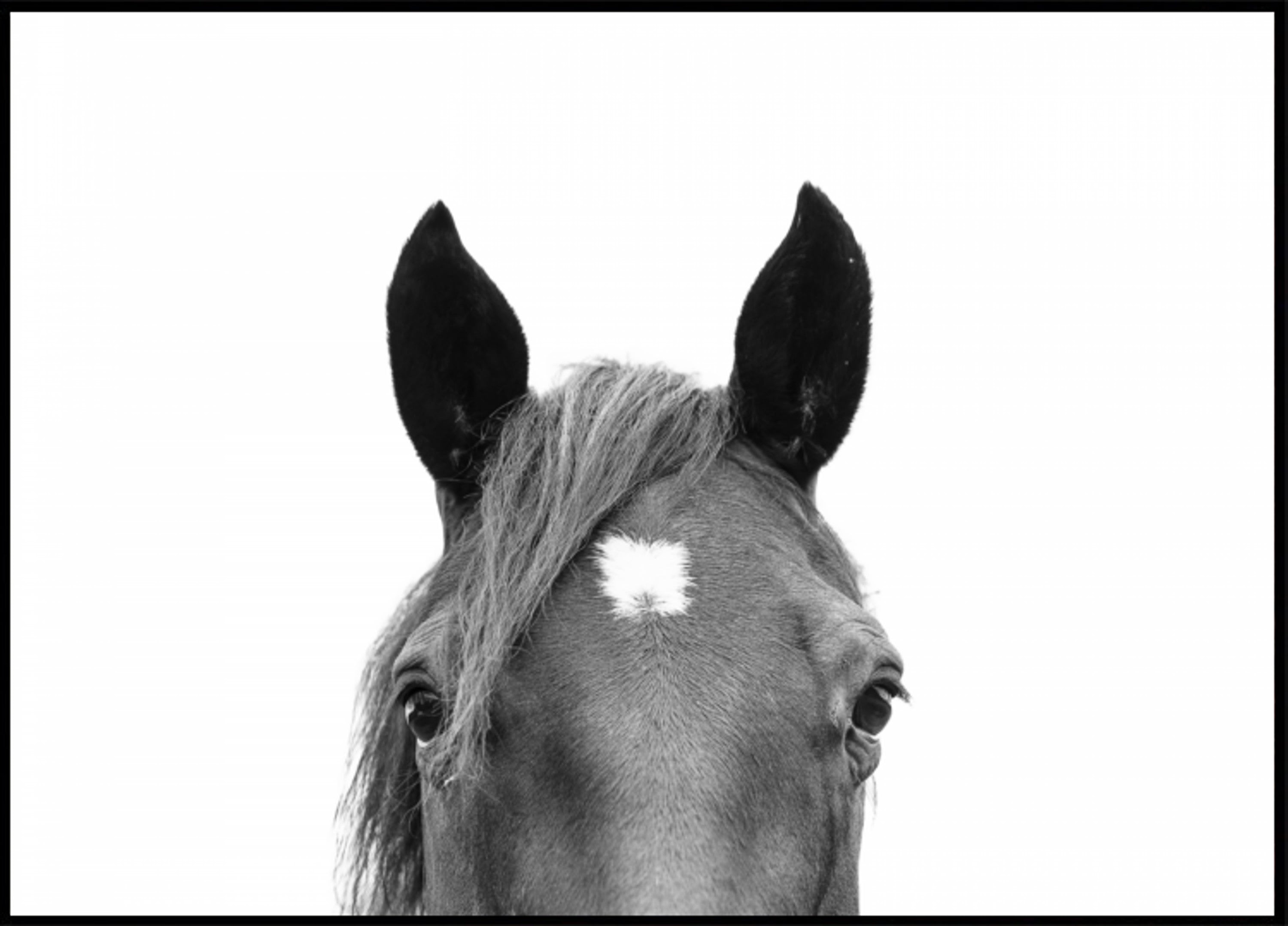 Spähendes Pferd