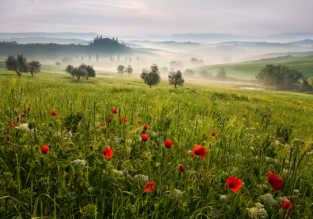 Tuscan spring Plakat - Posterbox
