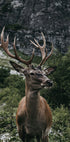 Poster Hirsch und Berge - Posterbox.dk