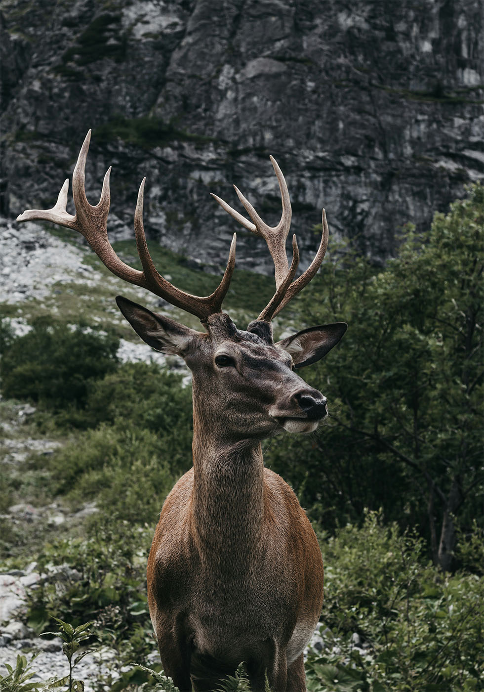 Poster Hirsch und Berge - Posterbox.dk