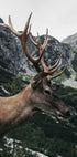 Poster Hirsch im Profil - Posterbox.dk