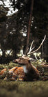 Hirsch im Wald Poster - Posterbox.dk