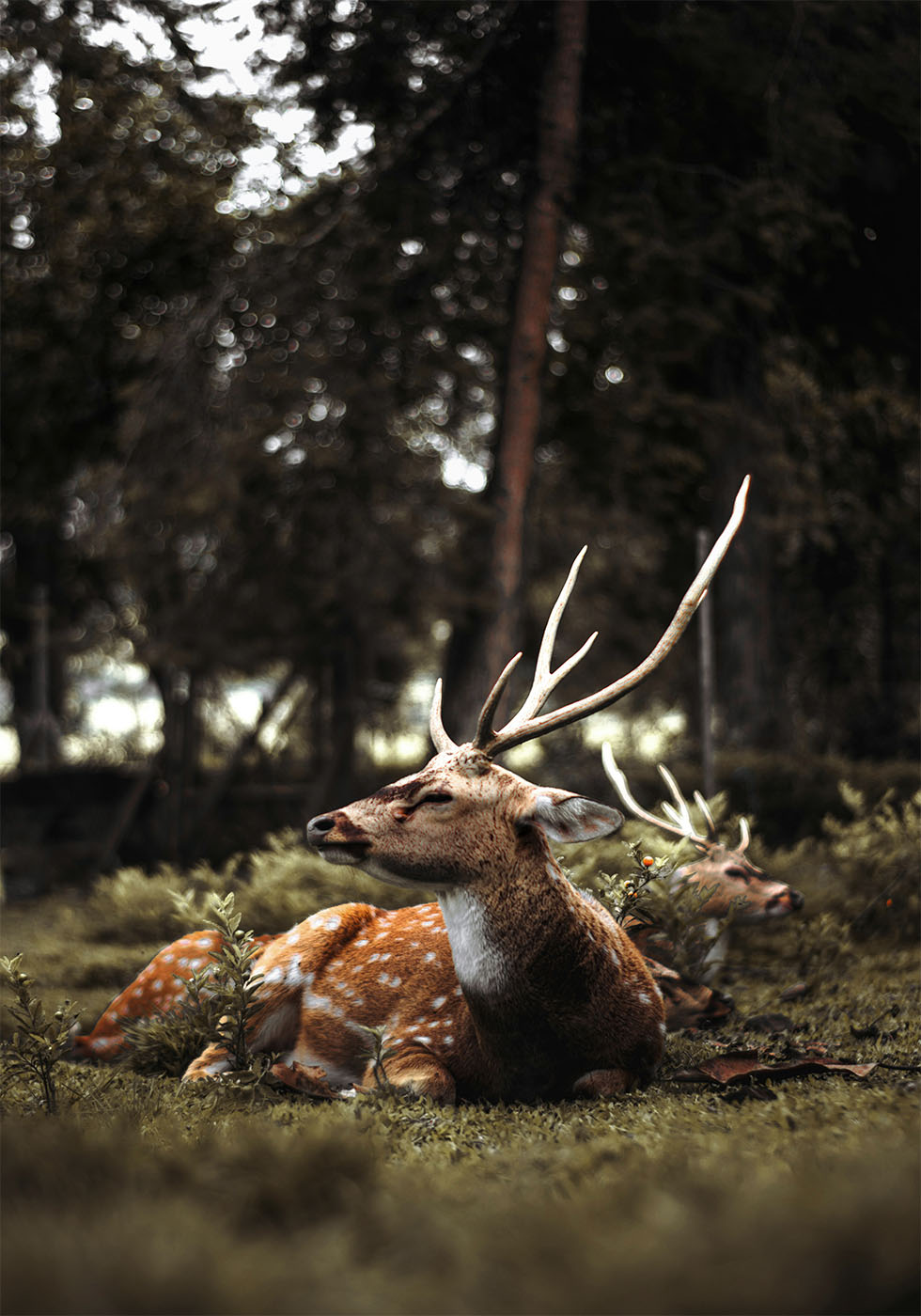 Hirsch im Wald Poster - Posterbox.dk