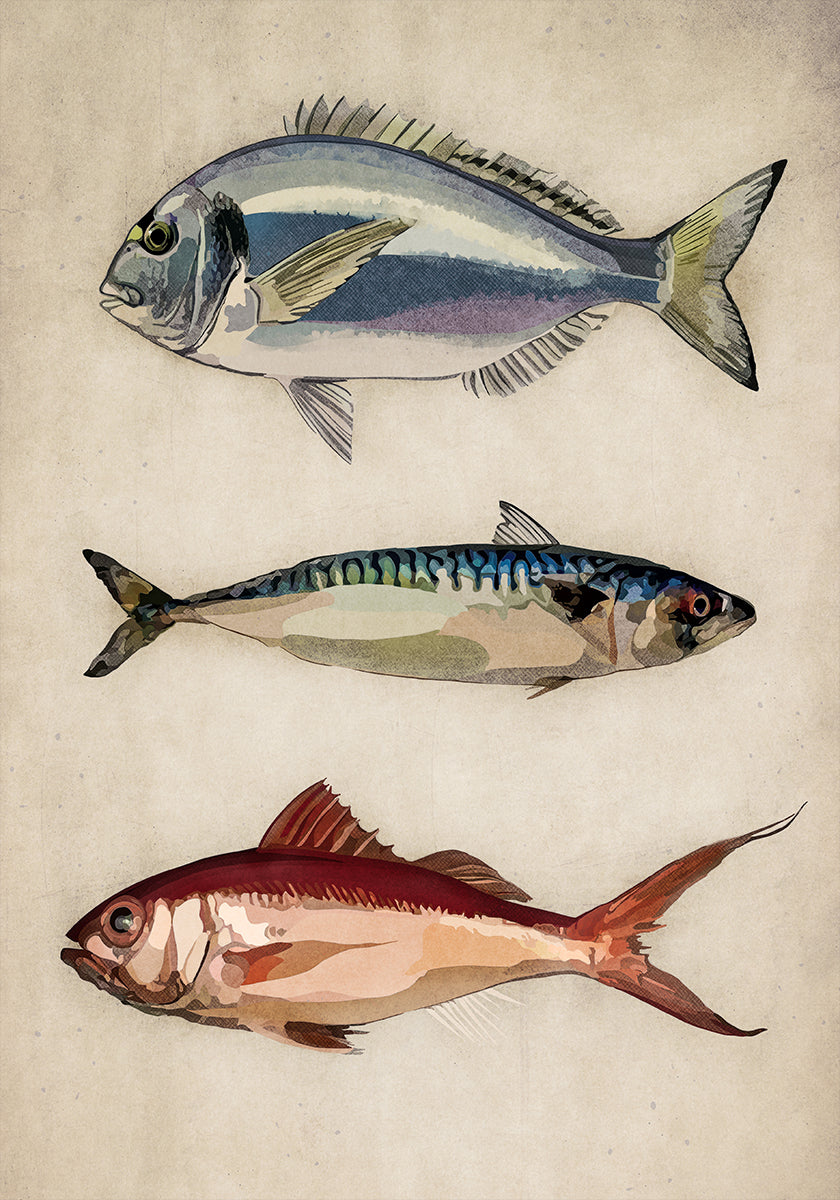 Trio of Ocean Life - Posterbox