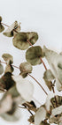 Eukalyptus-Poster - Posterbox.dk