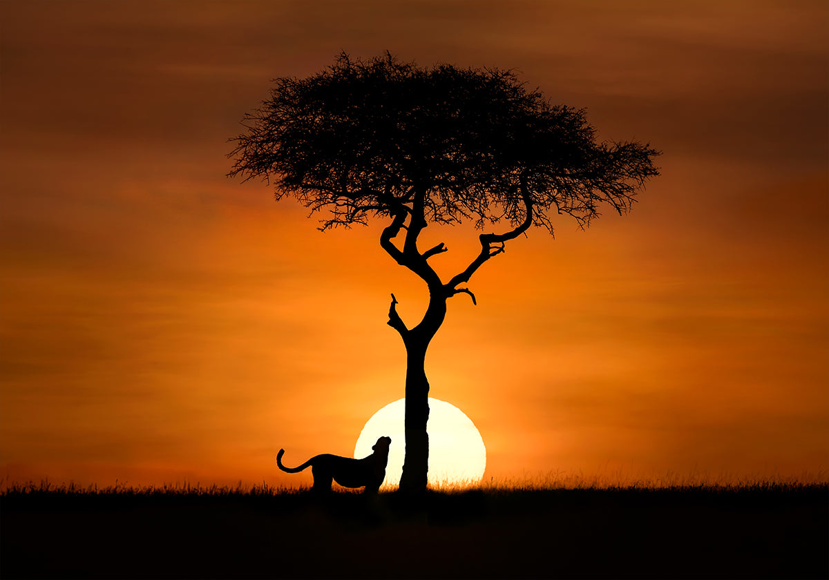 Cheetah at dawn (NEW) - Posterbox