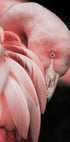 Flamingo Hide In Their Feathers Poster - Posterbox.dk