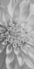 Blumenposter - Posterbox.dk