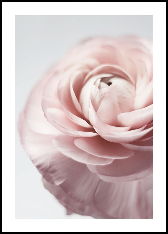 Rosa Ranunkeln-Poster - Posterbox.dk