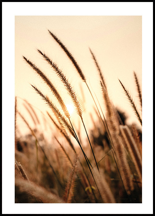 Poster „Sonnenuntergang trockenes Gras“ - Posterbox.dk