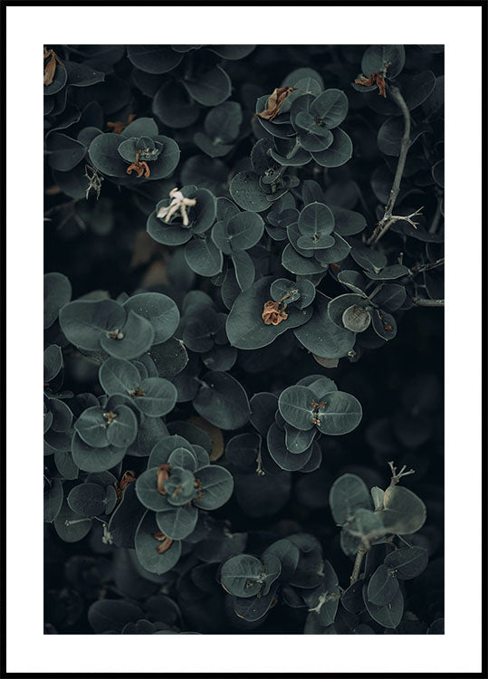 Dunkles und grünes botanisches Poster - Posterbox.dk
