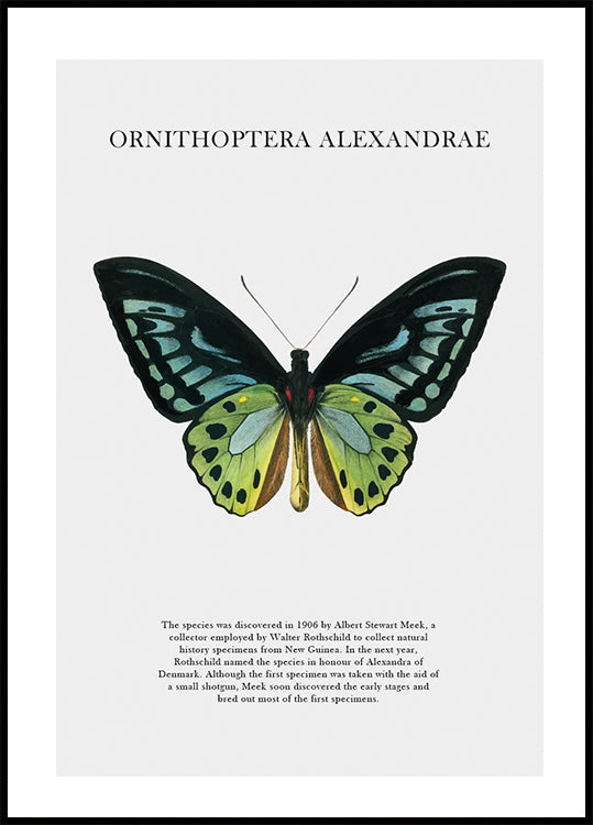 Schmetterlingsplakat - Posterbox.dk