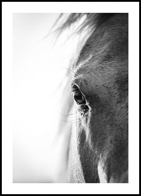 Pferdeauge-Poster - Posterbox.dk